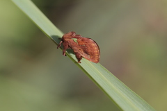 Euclea mesoamericana