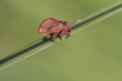 Euclea mesoamericana