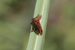 Euclea mesoamericana