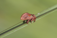 Euclea mesoamericana