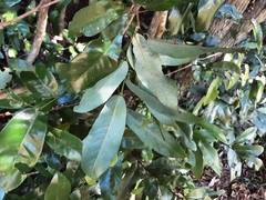 Monanthotaxis caffra