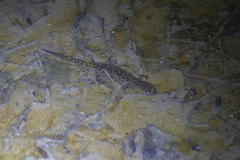 Triturus karelinii