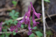 Corydalis caucasica