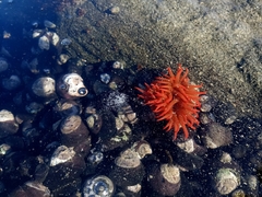 Anemonia alicemartinae