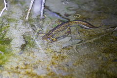 Triturus karelinii