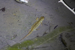Triturus karelinii