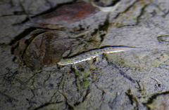 Lissotriton lantzi