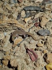 Pachydactylus punctatus