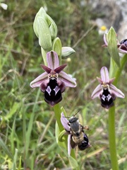 Ophrys reinholdii