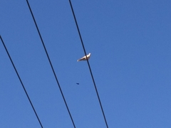 Streptopelia decaocto