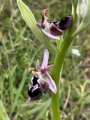 Ophrys reinholdii