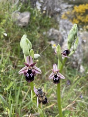 Ophrys reinholdii