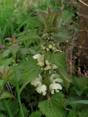 Lamium album