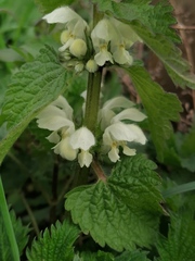 Lamium album