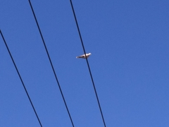 Streptopelia decaocto