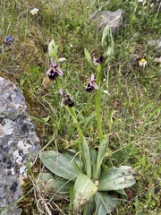 Ophrys reinholdii