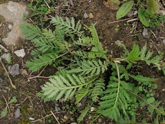 Tanacetum vulgare