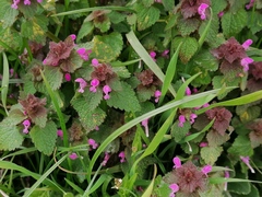 Lamium purpureum