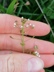 Capsella bursa-pastoris