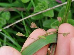 Capsella bursa-pastoris