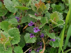 Glechoma hederacea