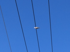 Streptopelia decaocto