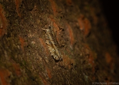 Metrioglypha phyllodes