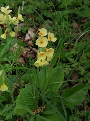 Primula elatior