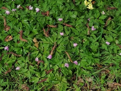 Anemonoides nemorosa