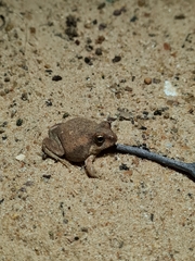 Tomopterna marmorata