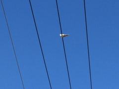 Streptopelia decaocto