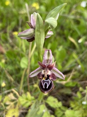 Ophrys reinholdii