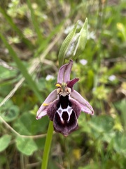 Ophrys reinholdii