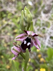 Ophrys reinholdii