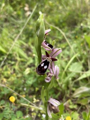 Ophrys reinholdii
