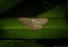 Idaea pilosata