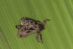 Acharia nesea