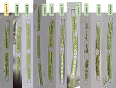 Gonatozygon brebissonii