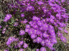 Lampranthus leptosepalus