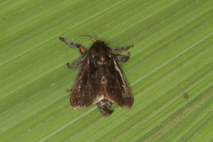 Acharia nesea