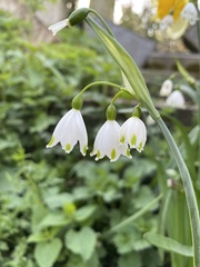 Leucojum aestivum