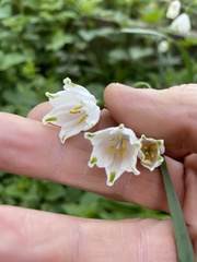 Leucojum aestivum