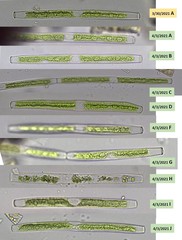 Gonatozygon brebissonii