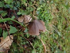 Entoloma conferendum
