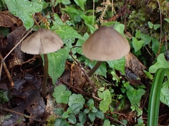 Entoloma conferendum