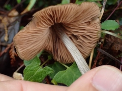 Entoloma conferendum