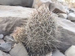 Thelocactus bicolor