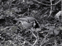 Periparus ater