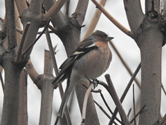Fringilla coelebs