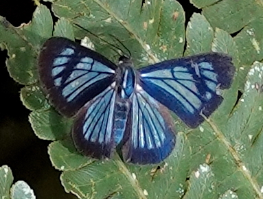 Brachyglenis dinora